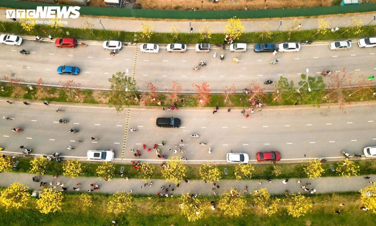 Người Hà Nội mang thang 'săn ảnh' đường hoa phong linh nở vàng rực rỡ - 6