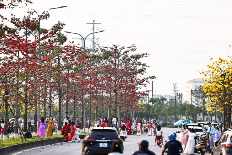Người Hà Nội mang thang 'săn ảnh' đường hoa phong linh nở vàng rực rỡ - 7