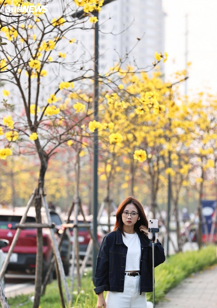 Người Hà Nội mang thang 'săn ảnh' đường hoa phong linh nở vàng rực rỡ - 9