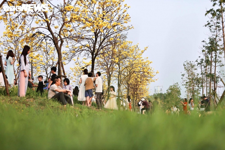 Người Hà Nội mang thang 'săn ảnh' đường hoa phong linh nở vàng rực rỡ - 8