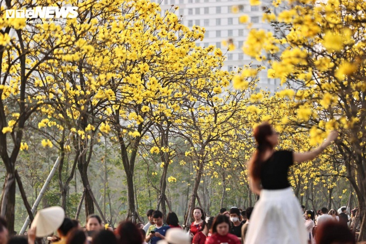 Người Hà Nội mang thang 'săn ảnh' đường hoa phong linh nở vàng rực rỡ - 13