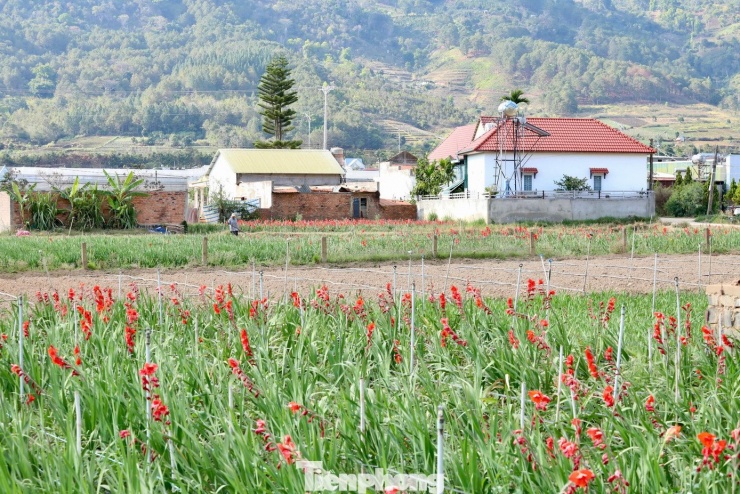Những ngày đầu tháng 3, trở lại xã Hiệp Thạnh (tỉnh Lâm Đồng), không khó để bắt gặp những cánh đồng hoa lay ơn bung nở rực rỡ, sắc đỏ, hồng, vàng trải dài tít tắp.