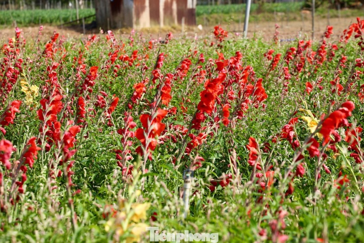 Tuy nhiên, do thời tiết thất thường, đến sau Tết Nguyên đán Bính Ngọ 2026 hoa vụ cũ mới đồng loạt bung nở.