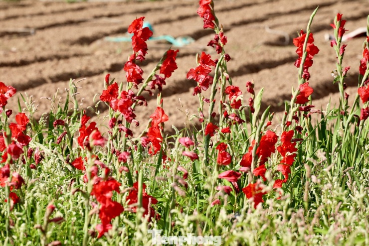 Nếu như năm trước, thời điểm cận Tết, lay ơn được thương lái mua với giá khoảng 25.000 đồng/10 cây, hiện nay chỉ còn 4.000 đồng/10 cây, thậm chí không ai mua.