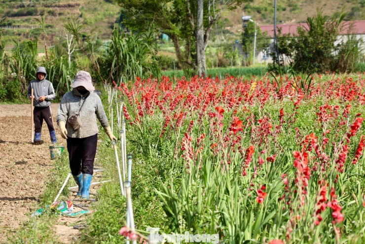 Theo anh Quý, chi phí đầu tư mỗi sào lên tới vài chục triệu đồng, nên 3 sào nở trễ gần như mất trắng, chỉ trông vào phần diện tích bán được trước Tết để gỡ gạc.
