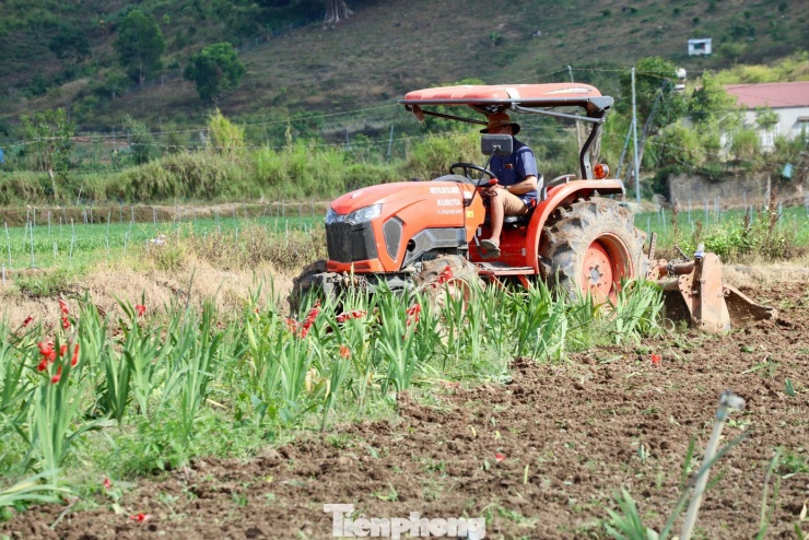 Nhìn hoa nở đẹp mà không có đầu ra, người trồng hoa chỉ biết xót xa, lặng lẽ cày xới lại ruộng đồng, gom từng luống đất để xuống giống vụ mới.