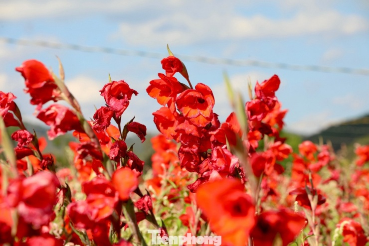 "Hoa đẹp mà không ai mua, để lâu cũng không được. Nhiều luống đành cho người khác cắt cho bò sữa ăn, nhìn mà xót lắm", anh nói và cho hay vụ này lỗ, công sức coi như đổ xuống ruộng.