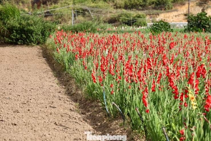 Xã Hiệp Thạnh được xem là vùng trồng lay ơn lớn nhất Việt Nam với khoảng 200ha, chuyên cung ứng hoa dịp Tết Nguyên đán. Tuy nhiên, mưa lũ tháng 12/2025 khiến khoảng 75ha lay ơn mất trắng, nhiều diện tích còn lại sinh trưởng kém và thiệt hại nặng nề.