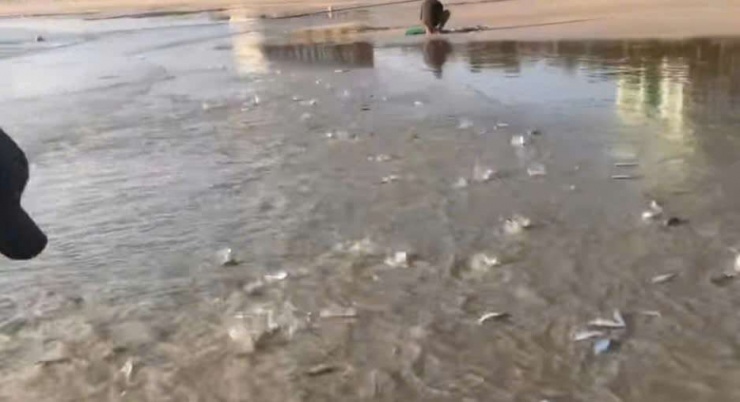 Cá trích dạt vào bờ gần khu vực biển xã Cam Lâm (Khánh Hòa). Ảnh cắt từ clip