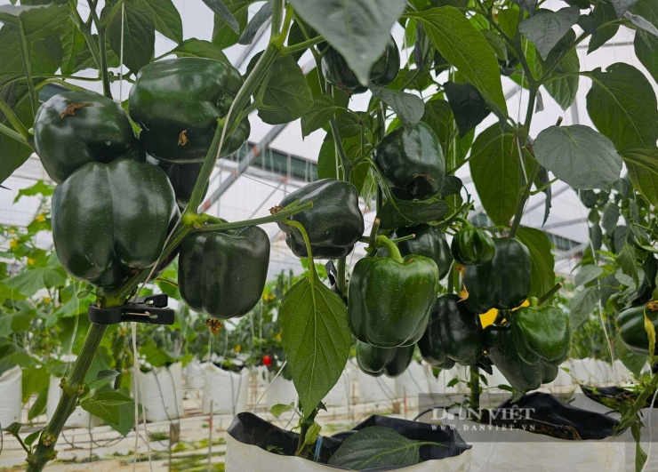 Kỹ sư xây dựng bỏ lương ngàn đô về quê Nghệ An làm trang trại đẹp như phim, trồng đủ thứ quả ngon, ai đến cũng mê - 1