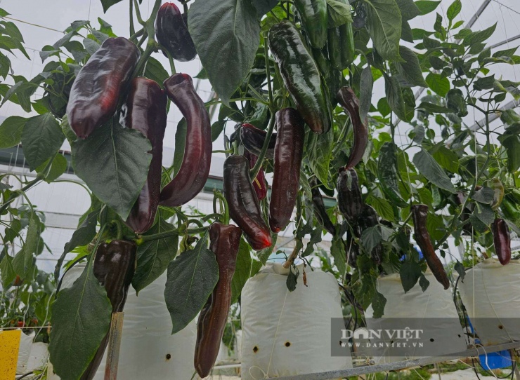 Kỹ sư xây dựng bỏ lương ngàn đô về quê Nghệ An làm trang trại đẹp như phim, trồng đủ thứ quả ngon, ai đến cũng mê - 2