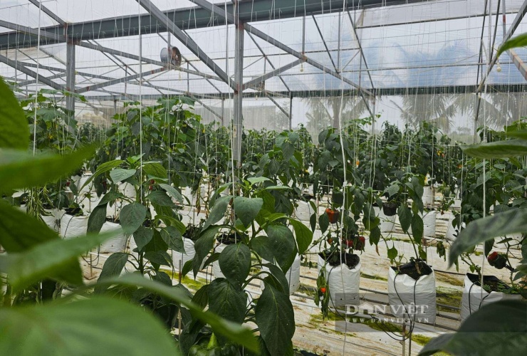 Kỹ sư xây dựng bỏ lương ngàn đô về quê Nghệ An làm trang trại đẹp như phim, trồng đủ thứ quả ngon, ai đến cũng mê - 4