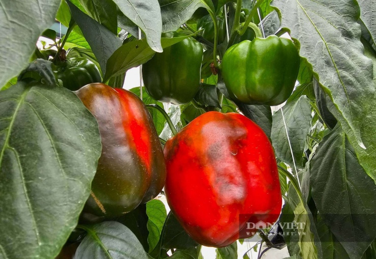 Kỹ sư xây dựng bỏ lương ngàn đô về quê Nghệ An làm trang trại đẹp như phim, trồng đủ thứ quả ngon, ai đến cũng mê - 3