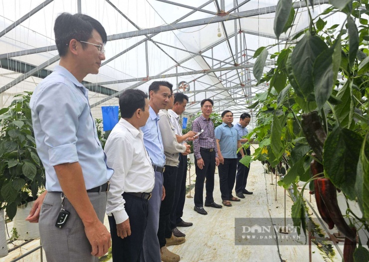 Kỹ sư xây dựng bỏ lương ngàn đô về quê Nghệ An làm trang trại đẹp như phim, trồng đủ thứ quả ngon, ai đến cũng mê - 7