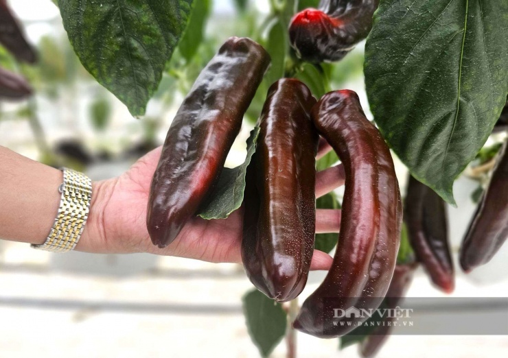 Ớt ngọt, ớt chuông được trồng tại trang trại của anh Đạt ở xã Hưng Nguyên Nam, tỉnh Nghệ An, quả nào cũng to bự. Ớt tươi ngon, sạch nên bán giá cao mà có từng nào người tiêu dùng vẫn khuân sạch. Ảnh: N.T