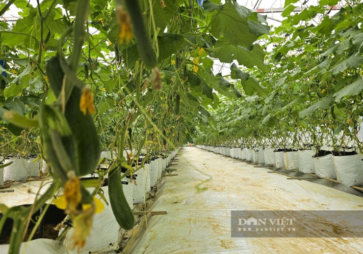 Kỹ sư xây dựng bỏ lương ngàn đô về quê Nghệ An làm trang trại đẹp như phim, trồng đủ thứ quả ngon, ai đến cũng mê - 10