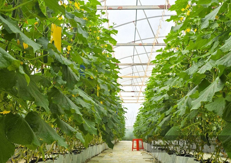 Kỹ sư xây dựng bỏ lương ngàn đô về quê Nghệ An làm trang trại đẹp như phim, trồng đủ thứ quả ngon, ai đến cũng mê - 9