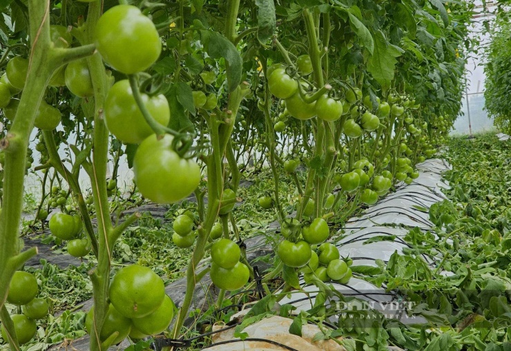 Kỹ sư xây dựng bỏ lương ngàn đô về quê Nghệ An làm trang trại đẹp như phim, trồng đủ thứ quả ngon, ai đến cũng mê - 12