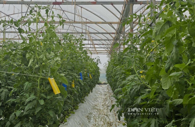 Cà chua, dưa chuột bao tử được trồng tại trang trại công nghệ cao của anh Đạt ở xã Hưng Nguyên Nam, tỉnh Nghệ An đang ra trái không kịp cản. Ảnh: N.T