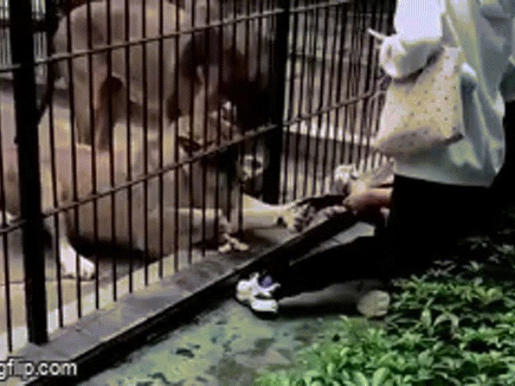 Bé gái 10 tuổi bị sư tử vồ khi cho ăn trong vườn thú