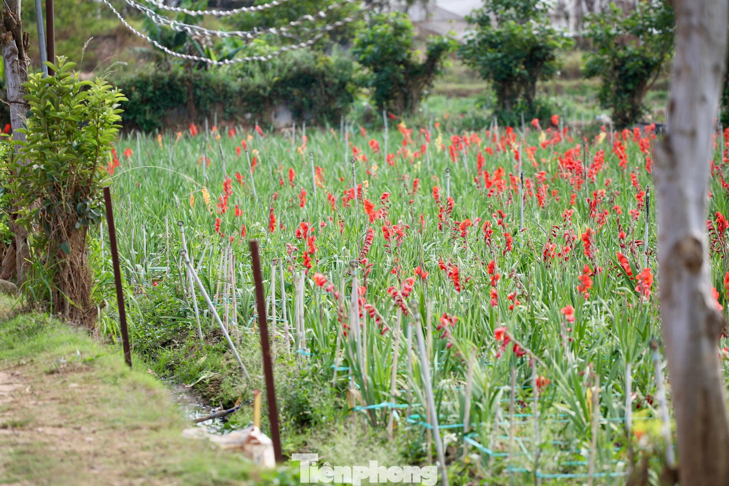 Thế nhưng, phía sau là nỗi buồn của người trồng hoa khi vụ lay ơn năm nay nở muộn, không ai thu mua. Hiện nhiều ruộng đành bỏ mặc giữa đồng.