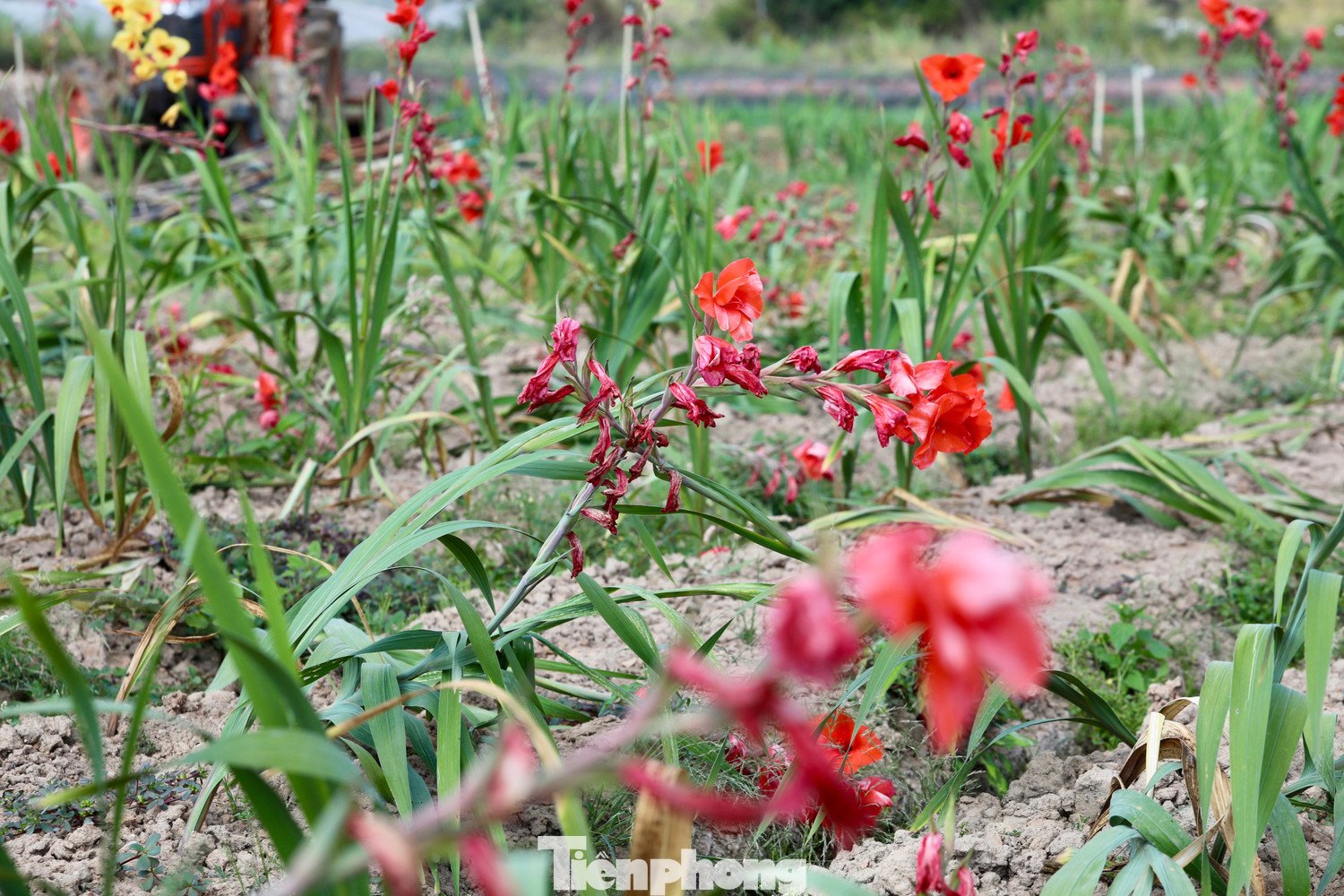 Nông dân 'nuốt nước mắt' cắt bỏ cả cánh đồng hoa lay ơn đang rực nở - 14