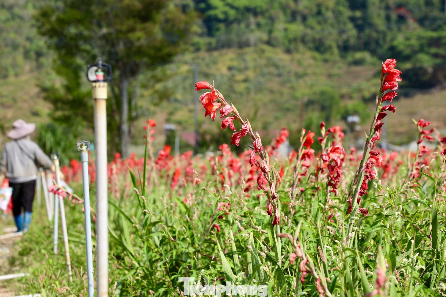 Nông dân 'nuốt nước mắt' cắt bỏ cả cánh đồng hoa lay ơn đang rực nở - 15