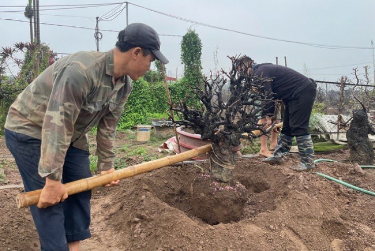 Hết Tết, đào đồng loạt 'lên sàn' thanh lý, nhà vườn tất bật thu mua
