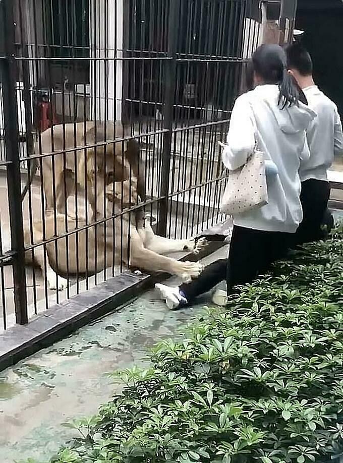 Con sư tử vồ lấy ống quần của bé gái, kéo sát về phía chuồng. Ảnh chụp màn hình
