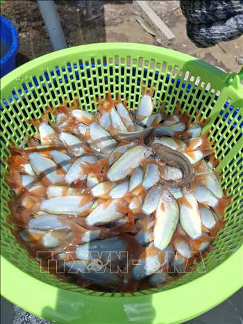 Cá heo nước ngọt, cá heo đuôi đỏ, cá đặc sản hiếm thấy ở sông Cửu Long khu vực miền Tây Nam bộ, vùng thượng nguồn sông Tiền, sông Hậu.