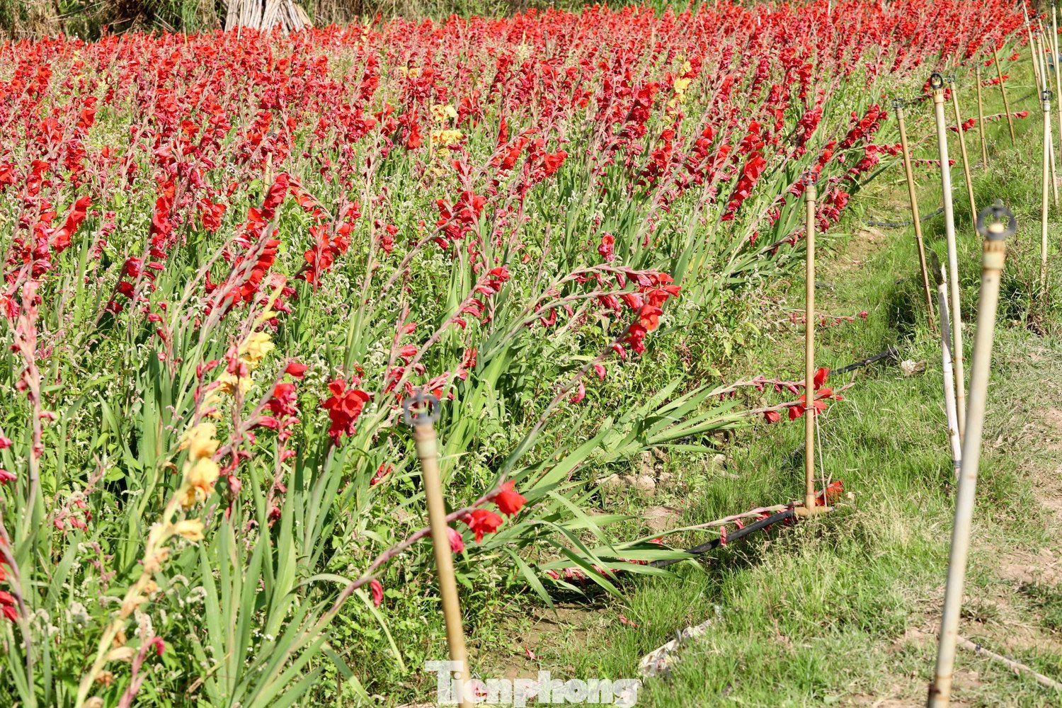Thế nhưng, phía sau là nỗi buồn của người trồng hoa khi vụ lay ơn năm nay nở muộn, không ai thu mua. Hiện nhiều ruộng đành bỏ mặc giữa đồng.