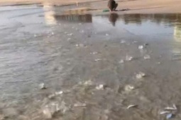 Đàn cá trích khổng lồ mắc cạn trên bãi biển ở Khánh Hòa, người dân kéo đến xem và bắt cá