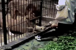 Bé gái 10 tuổi bị sư tử vồ khi cho ăn trong vườn thú