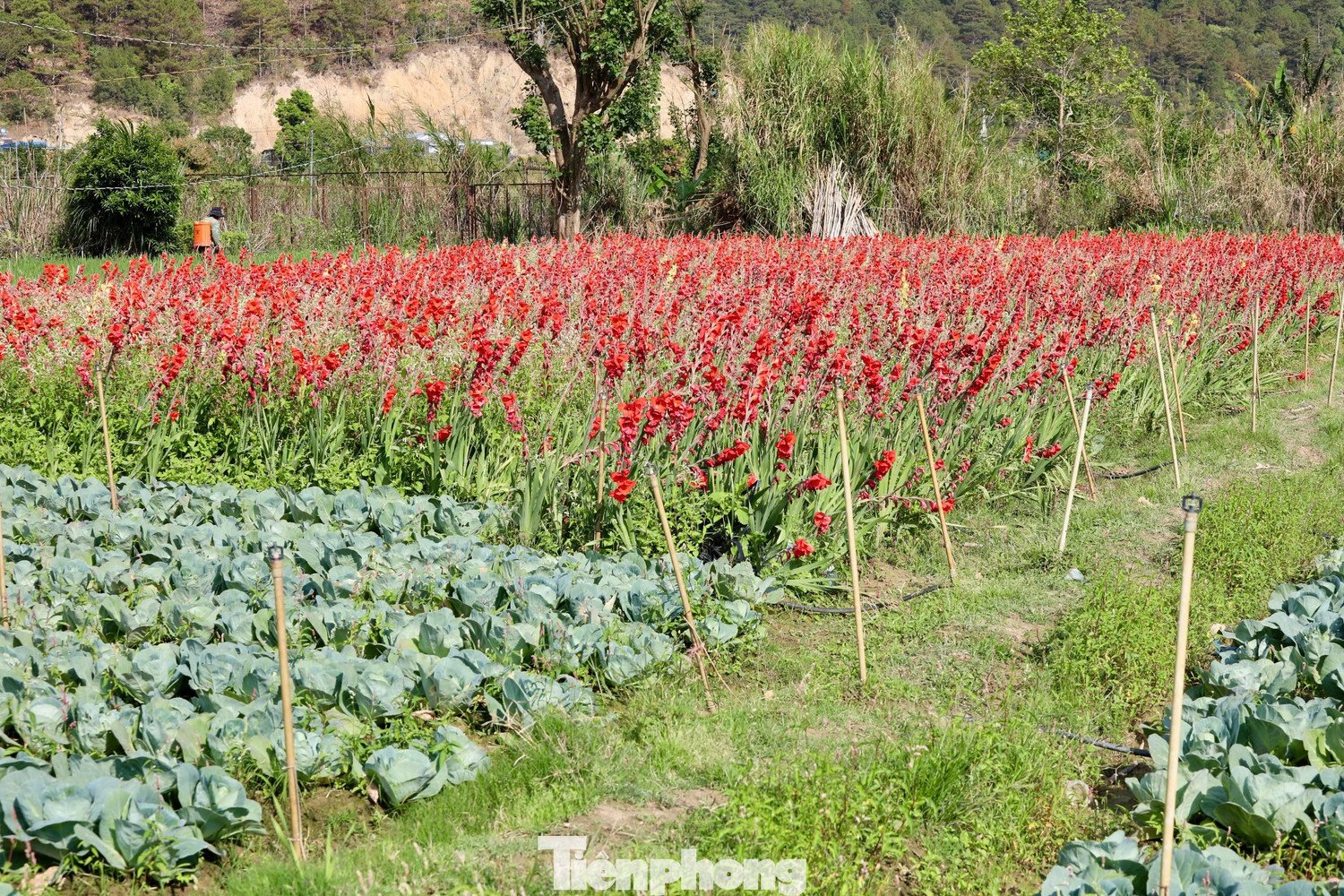 Thế nhưng, phía sau là nỗi buồn của người trồng hoa khi vụ lay ơn năm nay nở muộn, không ai thu mua. Hiện nhiều ruộng đành bỏ mặc giữa đồng.