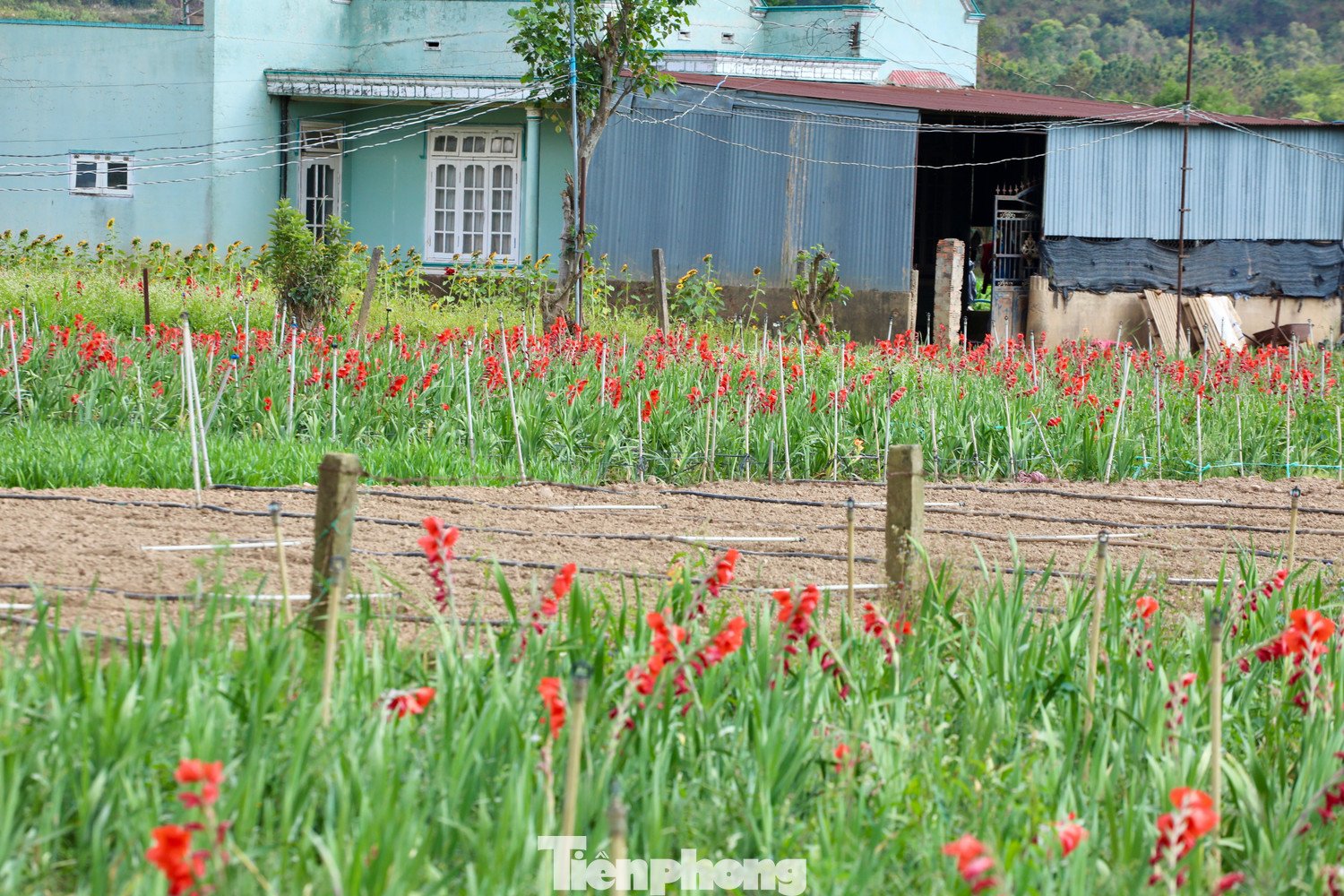 Tại thôn K'Long, nơi được xem là vùng trồng lay ơn lớn của địa phương, hàng chục héc-ta hoa đang vào kỳ nở rộ. Thông thường, thời điểm này người dân đã xuống giống cho vụ mới.