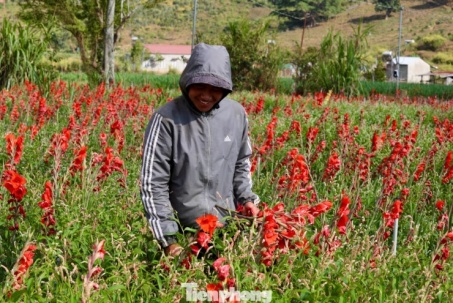 Nông dân 'nuốt nước mắt' cắt bỏ cả cánh đồng hoa lay ơn đang rực nở