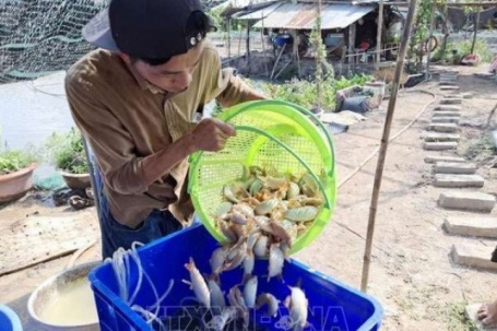 Thịt ngọt như mì chính, thứ cá đặc sản đẹp như cá cảnh này nuôi thành công ở Đồng Tháp, thương lái tranh nhau mua