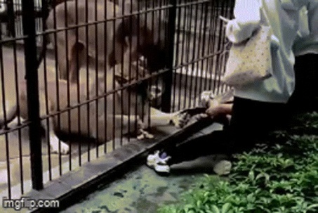 Bé gái 10 tuổi bị sư tử vồ khi cho ăn trong vườn thú