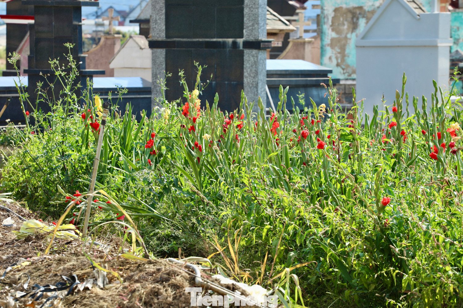 Tại thôn K'Long, nơi được xem là vùng trồng lay ơn lớn của địa phương, hàng chục héc-ta hoa đang vào kỳ nở rộ. Thông thường, thời điểm này người dân đã xuống giống cho vụ mới.