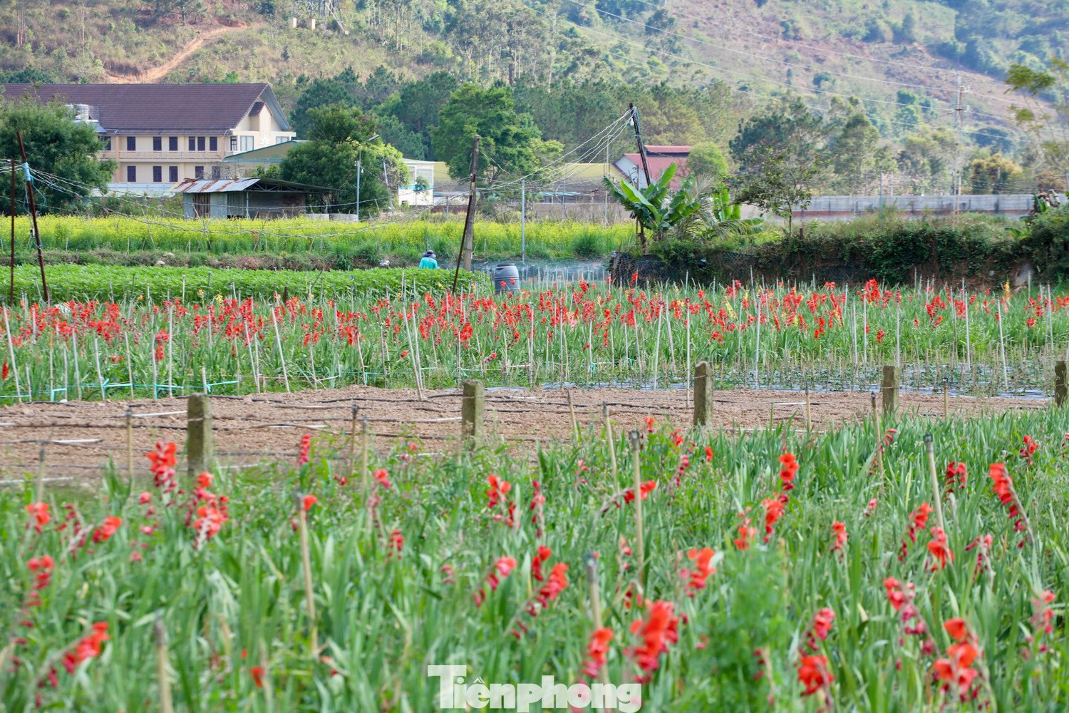 Tại thôn K'Long, nơi được xem là vùng trồng lay ơn lớn của địa phương, hàng chục héc-ta hoa đang vào kỳ nở rộ. Thông thường, thời điểm này người dân đã xuống giống cho vụ mới.