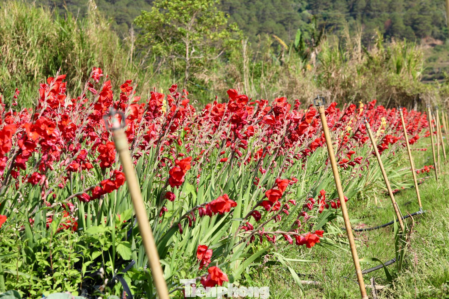 Tại thôn K'Long, nơi được xem là vùng trồng lay ơn lớn của địa phương, hàng chục héc-ta hoa đang vào kỳ nở rộ. Thông thường, thời điểm này người dân đã xuống giống cho vụ mới.