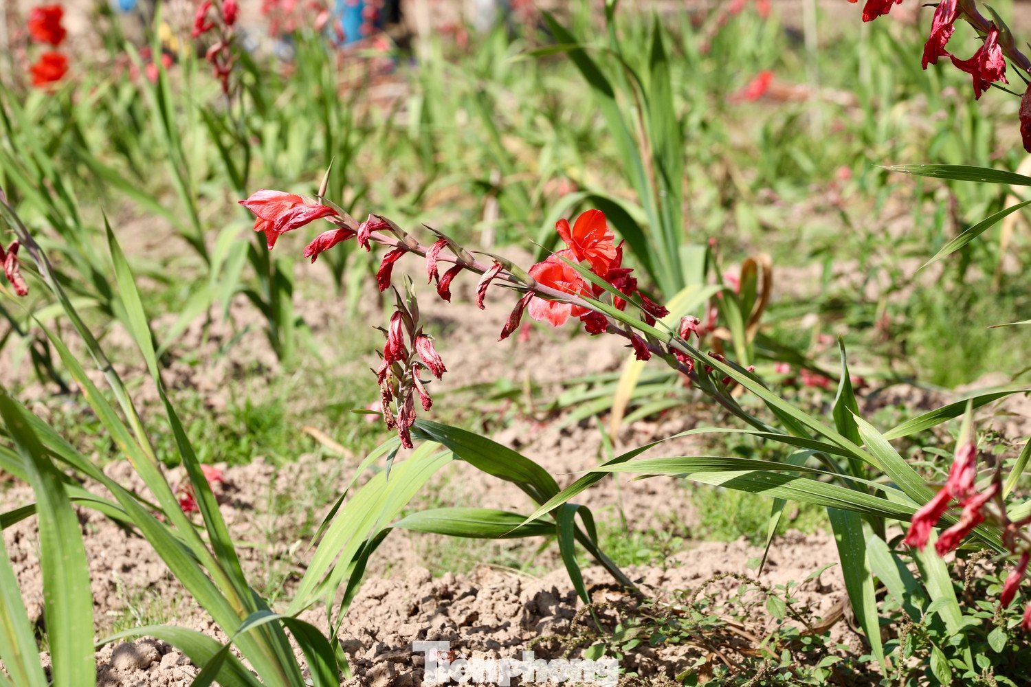 Nông dân 'nuốt nước mắt' cắt bỏ cả cánh đồng hoa lay ơn đang rực nở - 12