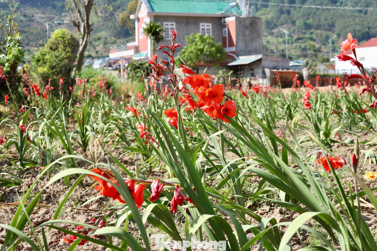 Nông dân 'nuốt nước mắt' cắt bỏ cả cánh đồng hoa lay ơn đang rực nở - 13