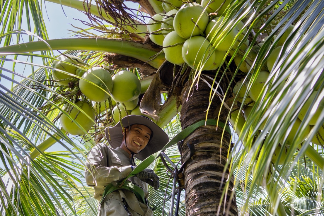 Hoạt động thu hoạch dừa không phát sinh rác thải tại Sheraton Phu Quoc Long Beach Resort (Hình ảnh: Marriott Bonvoy™)