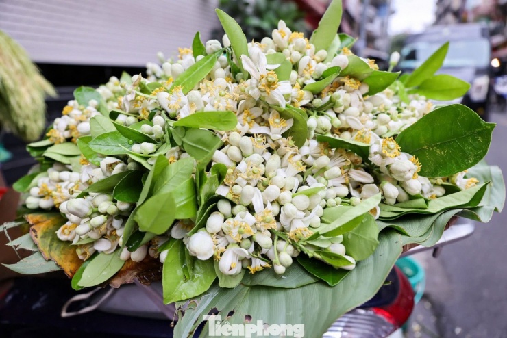 Vào mỗi độ cuối tháng 2 đầu tháng 3, người dân Thủ đô lại dễ dàng bắt gặp những gánh hoa bưởi rong ruổi khắp phố phường. Với hương thơm nồng nàn và vẻ đẹp bình dị, loài hoa quê này trở thành món đồ lễ được nhiều khách hàng chọn mua.