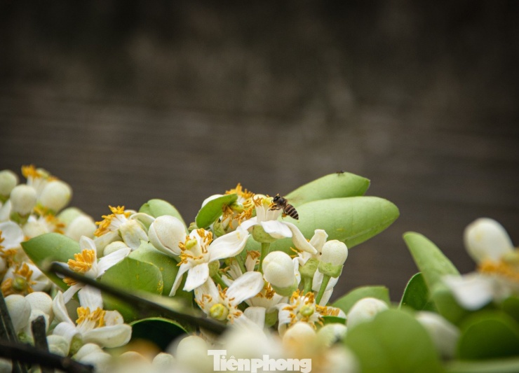 Từ lâu, việc chơi và dâng lễ hoa bưởi dịp tháng Giêng đã trở thành thói quen văn hóa của người Hà Nội. Những đóa hoa đầu mùa thanh khiết được nhiều gia đình chọn mua để cúng gia tiên, bày tỏ tấm lòng thành kính.