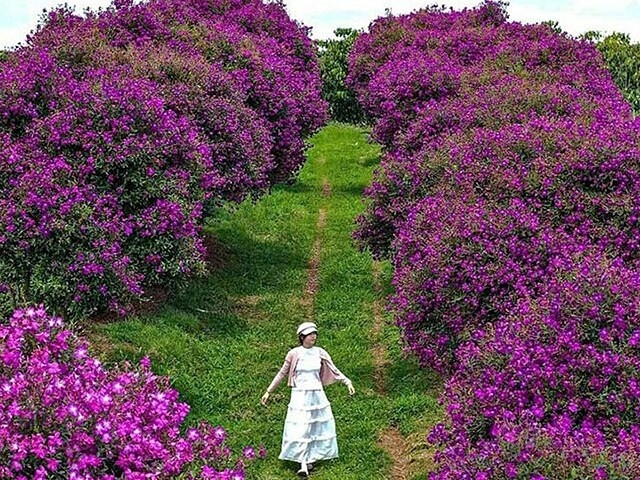 Hàng trăm cây hoa mua nở nhuộm tím nông trường tại Bảo Lộc