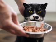 Chàng trai kiếm được 600 triệu đồng dịp Tết nhờ dịch vụ cho mèo ăn