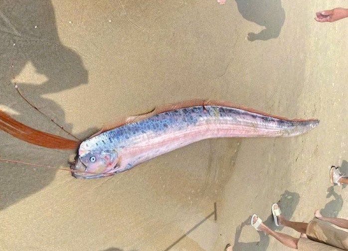 Xác cá hố rồng dạt vào bãi biển Mỹ Khê, đường Võ Nguyên Giáp, phường An Hải