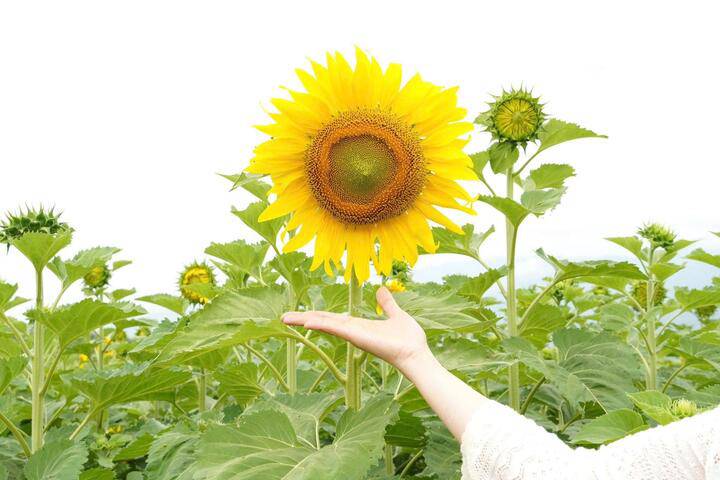 'Phát sốt' với cánh đồng hoa hướng dương rộng hơn 1,3 hecta ở Đà Nẵng - 2